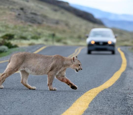 Puma crossing a road with approaching car in background