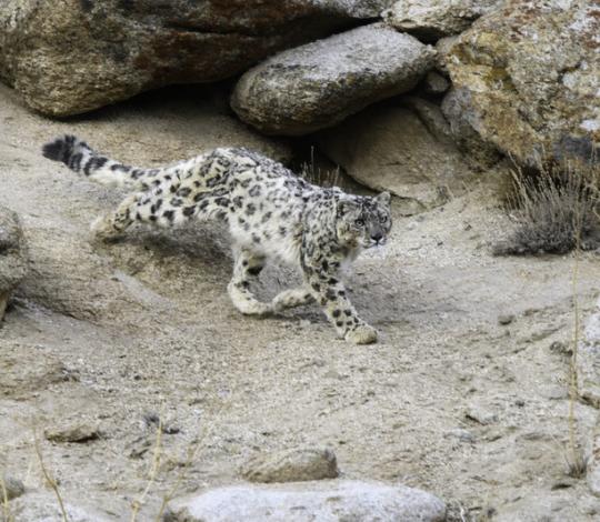 Snow leopard in Ladakh.