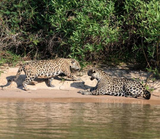 A pair of courting jaguars on a sand bank