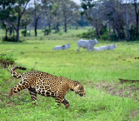 A jaguar patrolling territory with herd of cattle in the background in Brazil.  