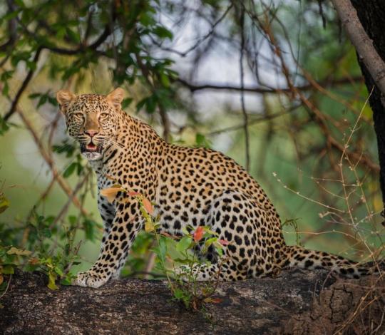 Young female leopard in Zambia