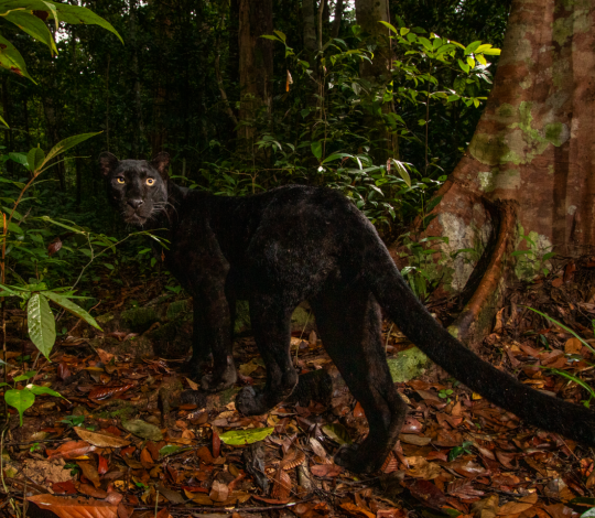 A melanistic Indochinese leopard in Malaysia