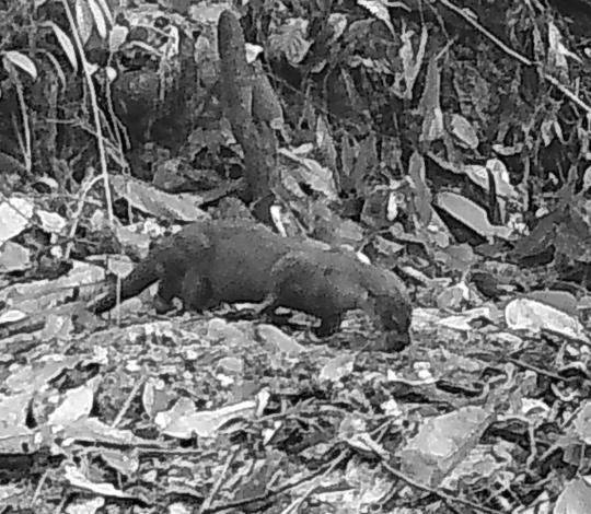 Camera trap photo of an otter