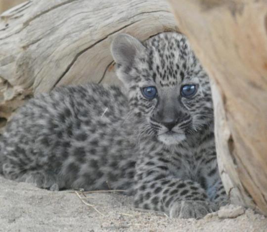 Arabian leopard cub