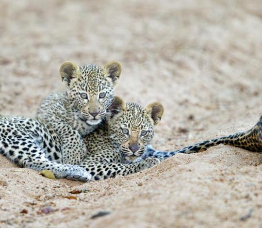 Two leopard cubs