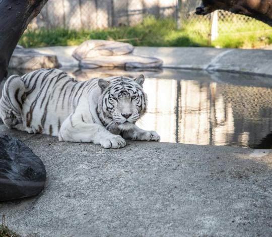 white tiger