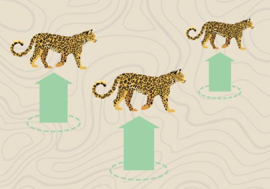 Leopards with upward arrows