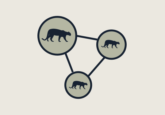 Puma | Panthera Puma | Panthera
