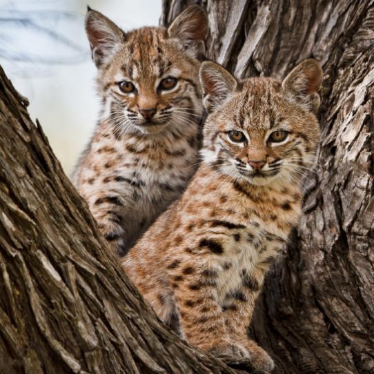 Two bobcat cubs