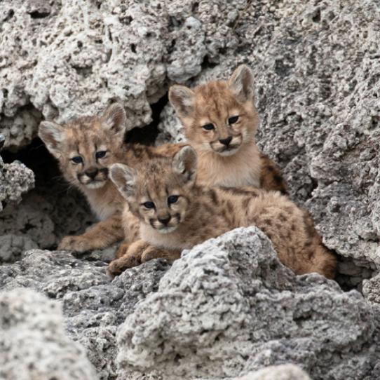 Puma Kittens