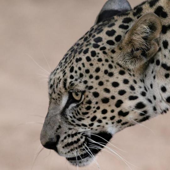 Arabian leopard 2