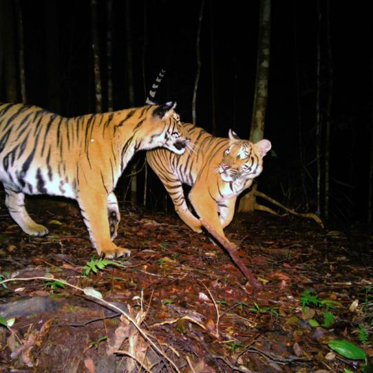 Malayan tigers