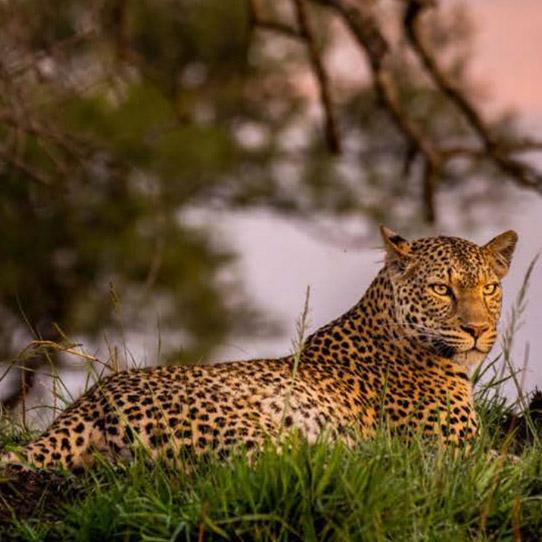 A female leopard at sunrise in Kafue National Park