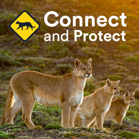 Connect and Protect