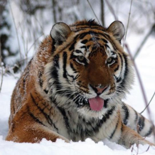 Tiger in snow