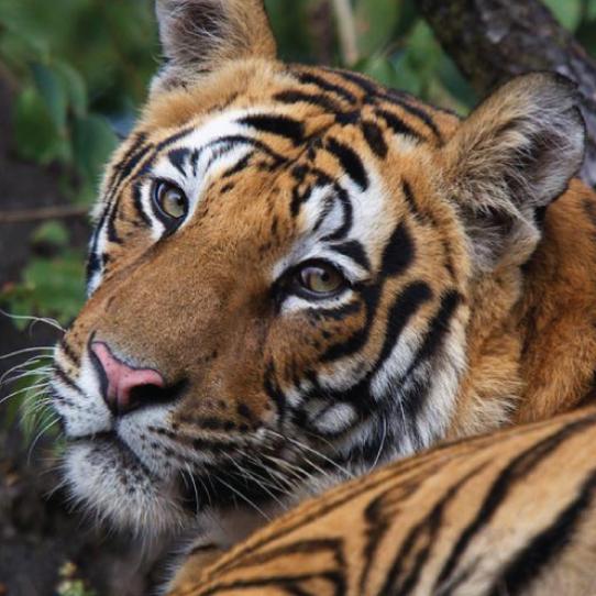 Tiger looking at the camera