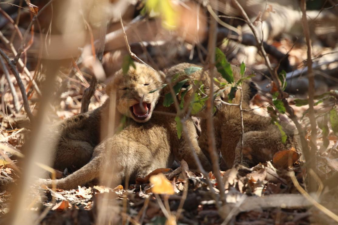 Lion cubs cry out as fire approaches