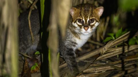 Flat-Headed Cat