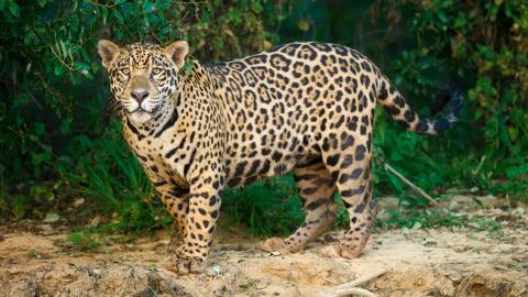 Jaguar