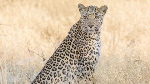 Leopard