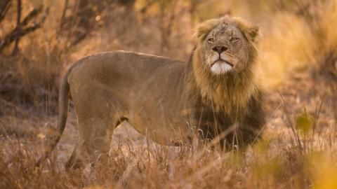 Lion