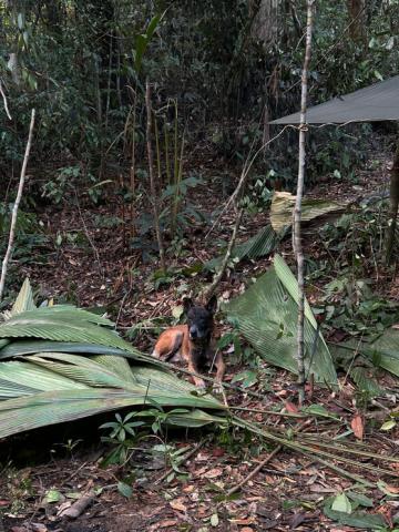 A dog rests next to a palm