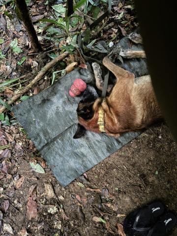 A dog takes a nap on a mat next to a toy