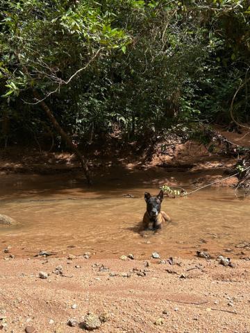 A dog plays in a creek