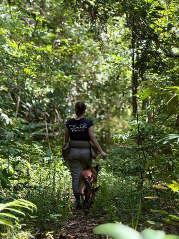 A dog and his handler walk through the jungle