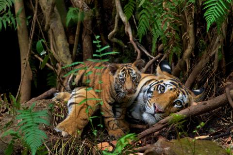 A female tiger and her cubs in Bandhavgarh National Park, India