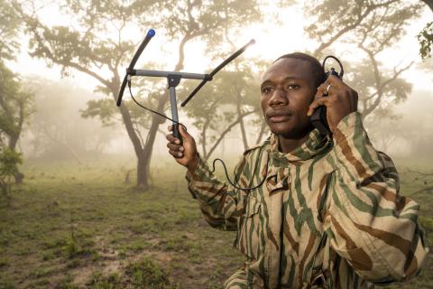 Team member tracks lions in Kafue National Park, Zambia