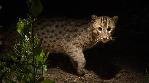 Fishing Cat