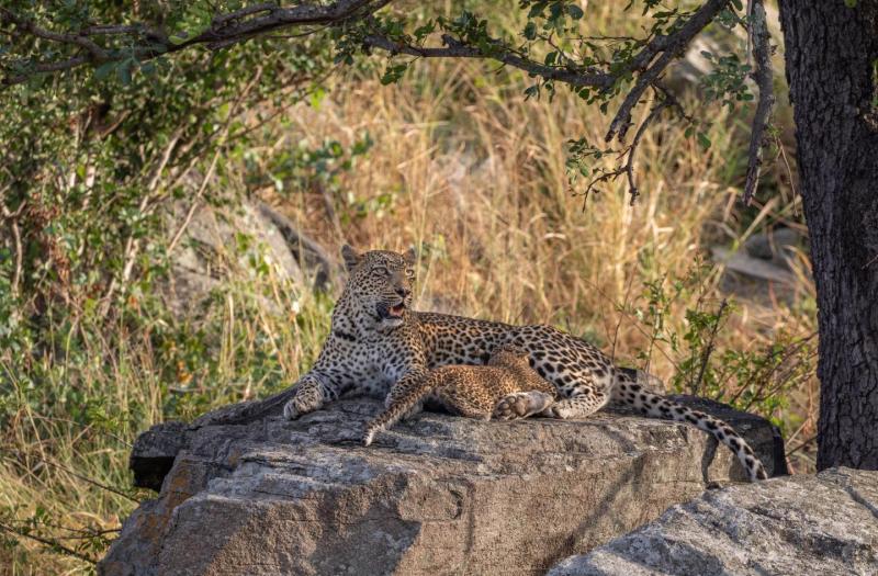 Leopards