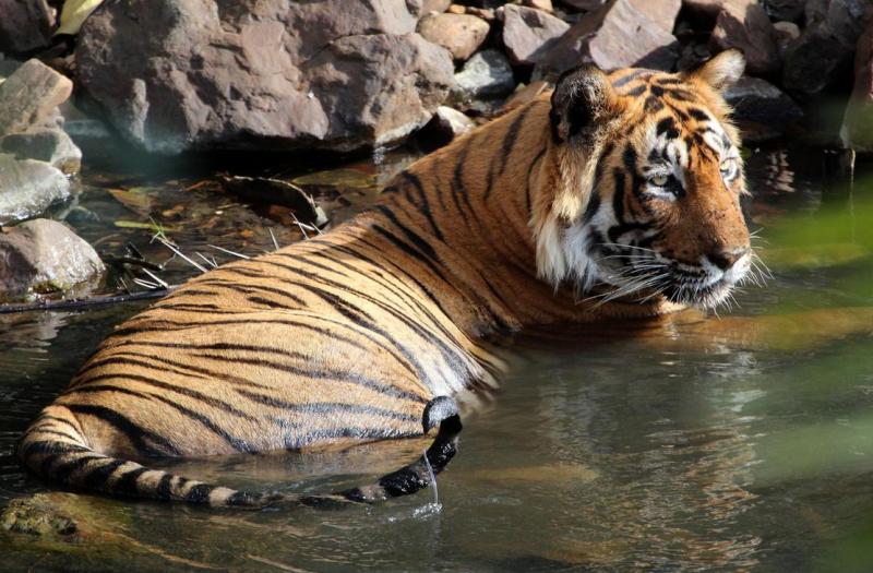 Tiger in pond
