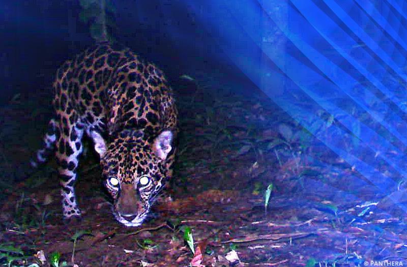 Jaguar in Honduras
