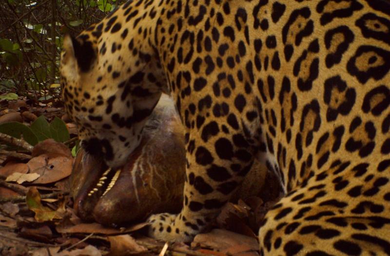 Jaguar eating dolphin carcass