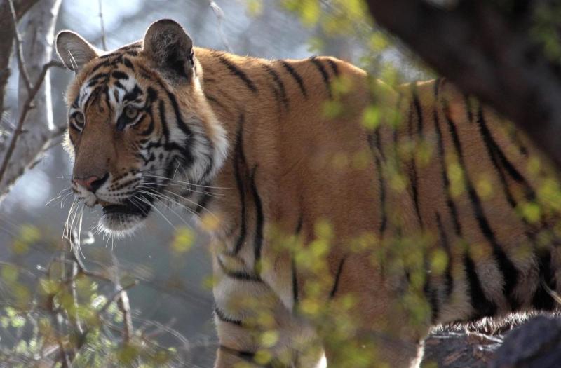 A tiger in India
