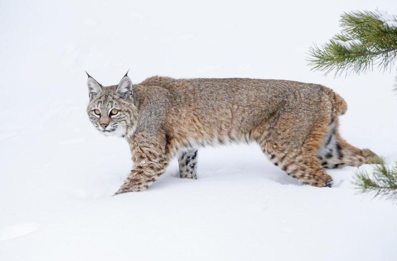 Bobcat