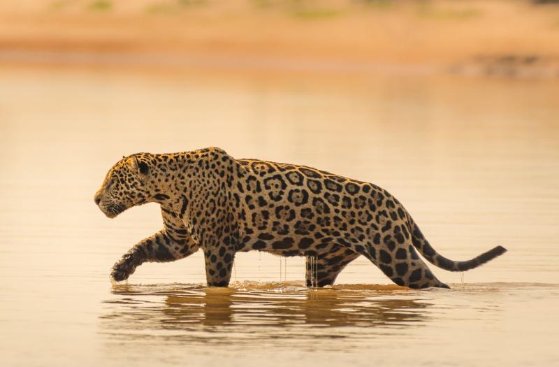 A jaguar wading through water