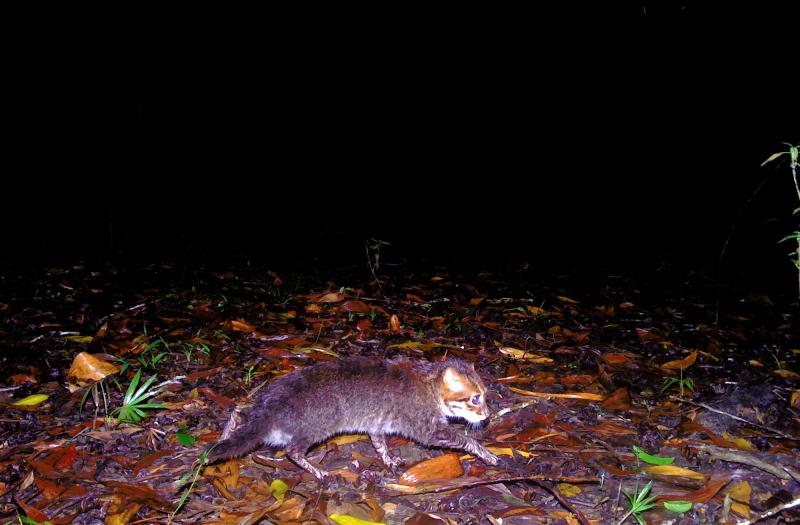 flat-headed cat in thailand