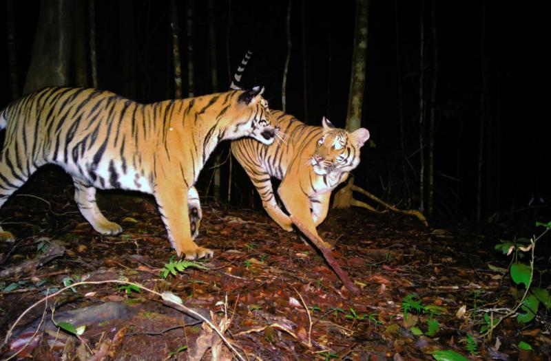 Double Tigers, Initiatives