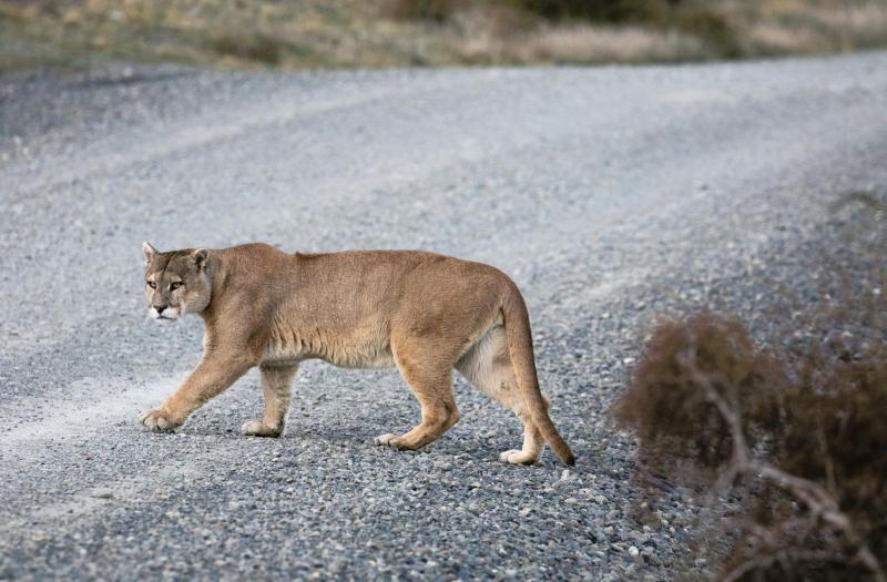 Puma on road