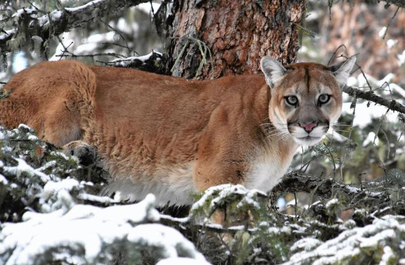 Cougar in snowy brush