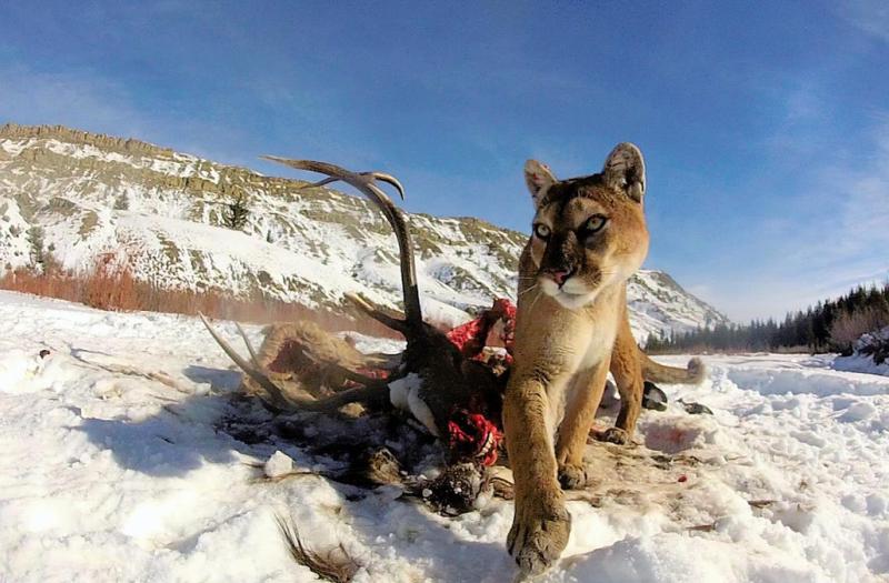 Puma with kill