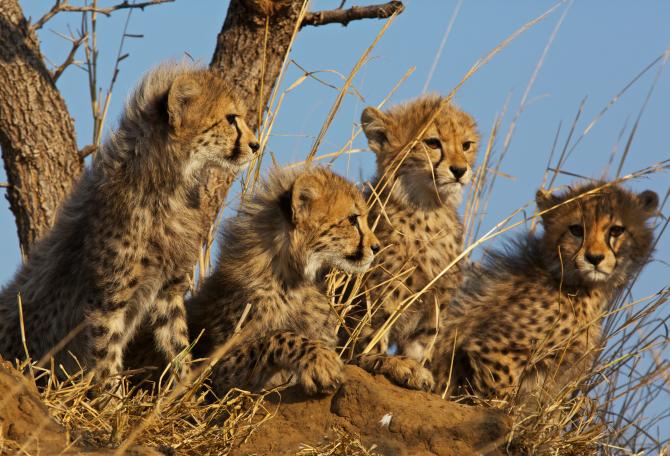 Four cheetah cubs sitting
