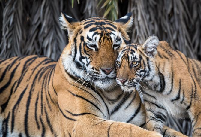 Tiger with her cub