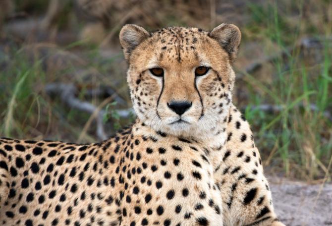 Cheetah | Panthera