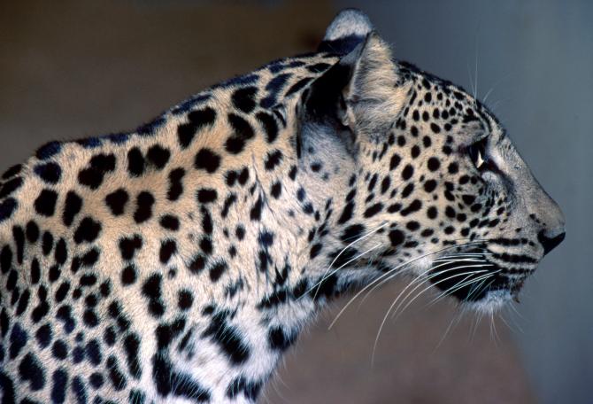 Side profile of Leopard