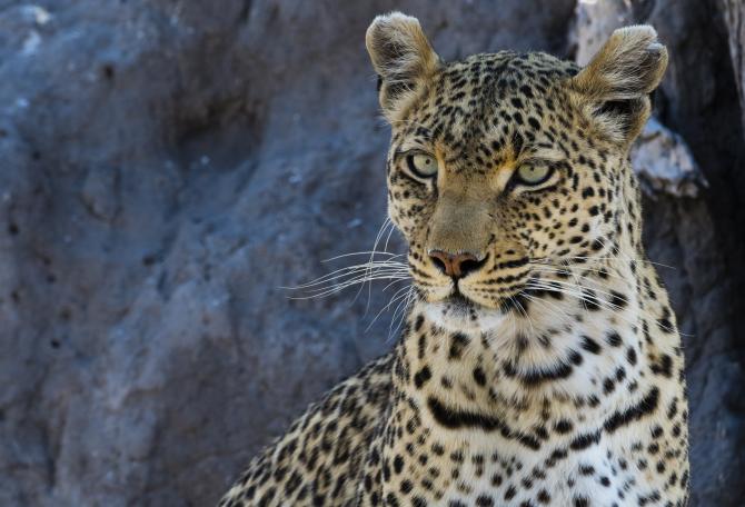 Picture of leopard