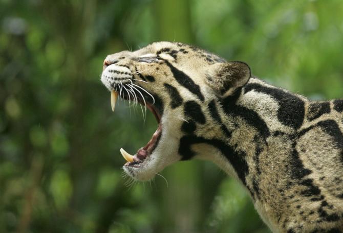Clouded Leopard yawning
